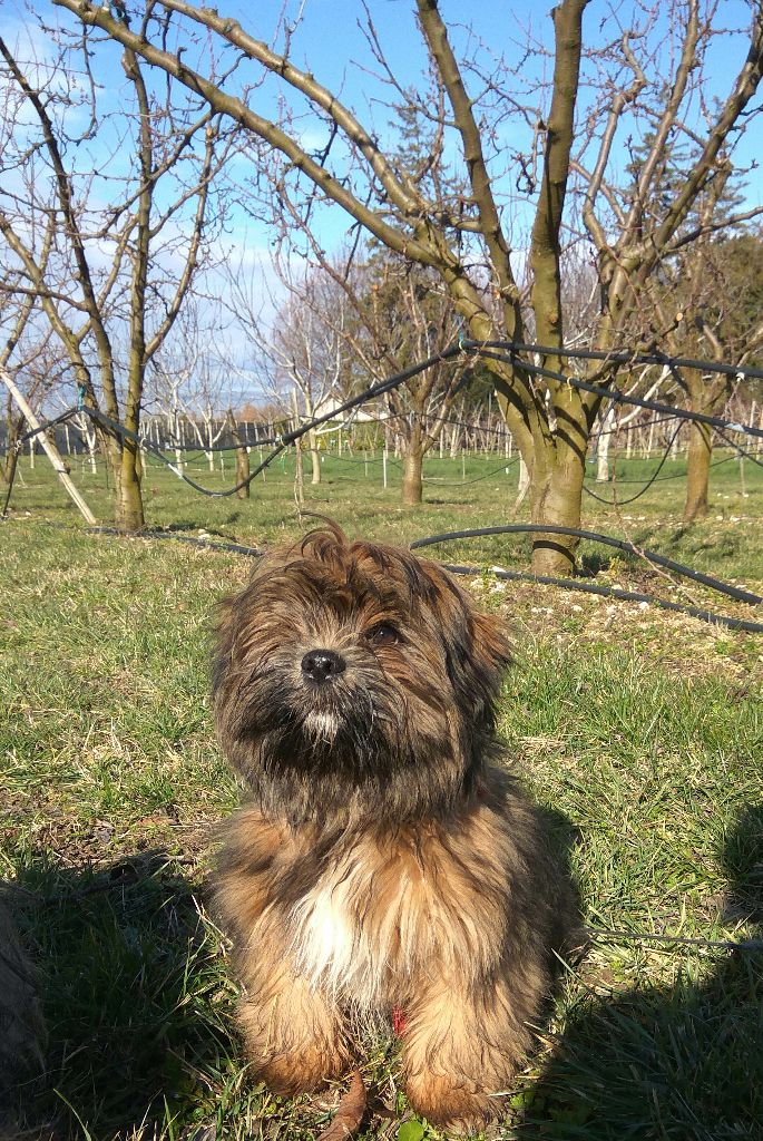 De la tanière des pandas - Lhassa Apso - Portée née le 29/10/2017